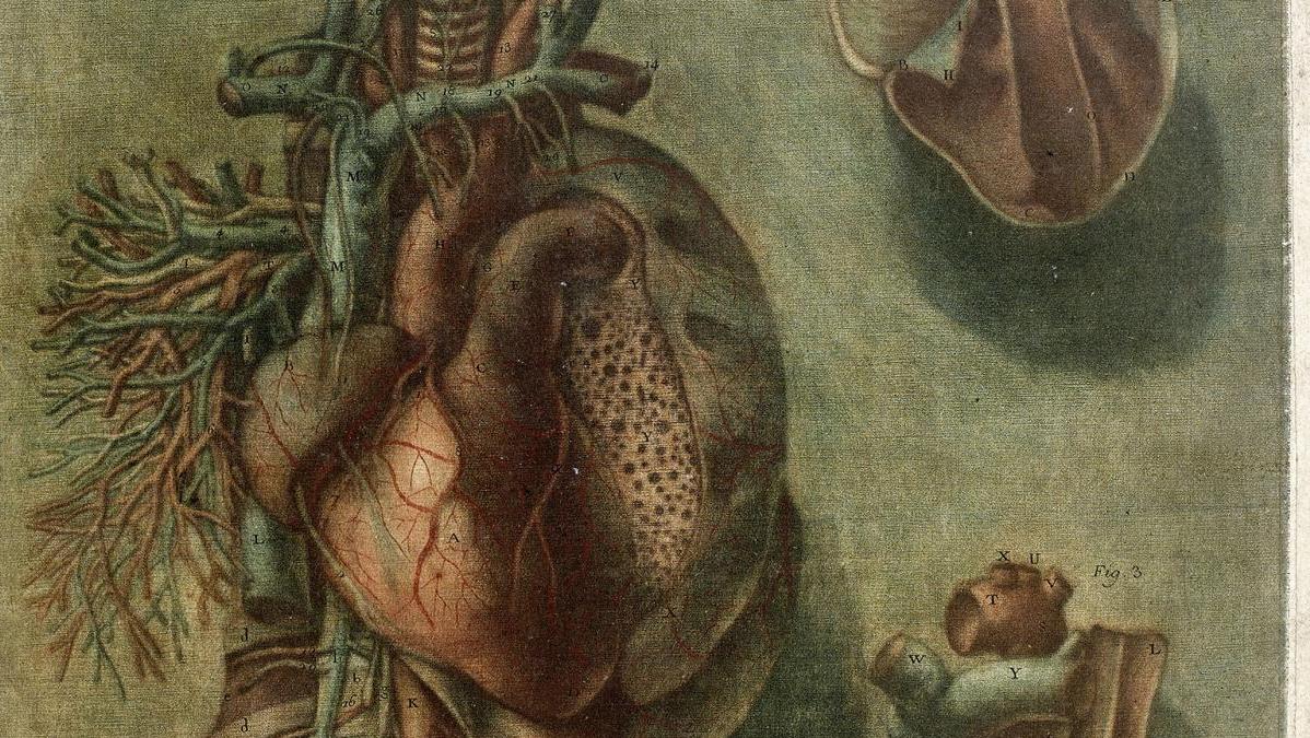 5 250 € Jacques-Fabien Gautier-D’Agoty (1716-1785), Planches 13, 14 et 15 de l’Anatomie... Gravures anatomiques