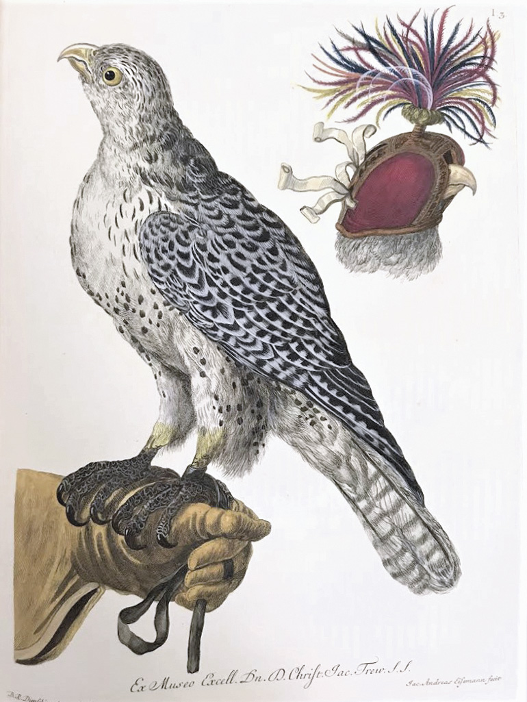  Une édition néerlandaise du Deliciae naturae selectae, de Knorr et Müller.