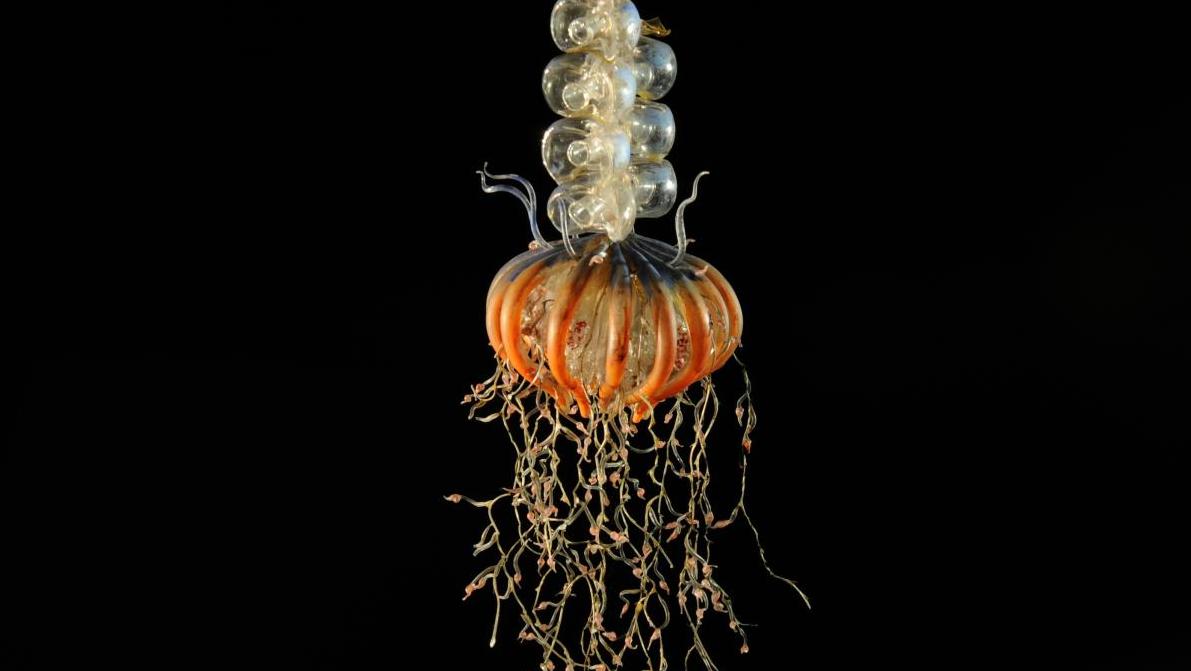 Physophora, l’une des créatures marines de la collection de l’Aquarium-Muséum de... Léopold et Rudolf Blaschka, maîtres verriers, père et fils