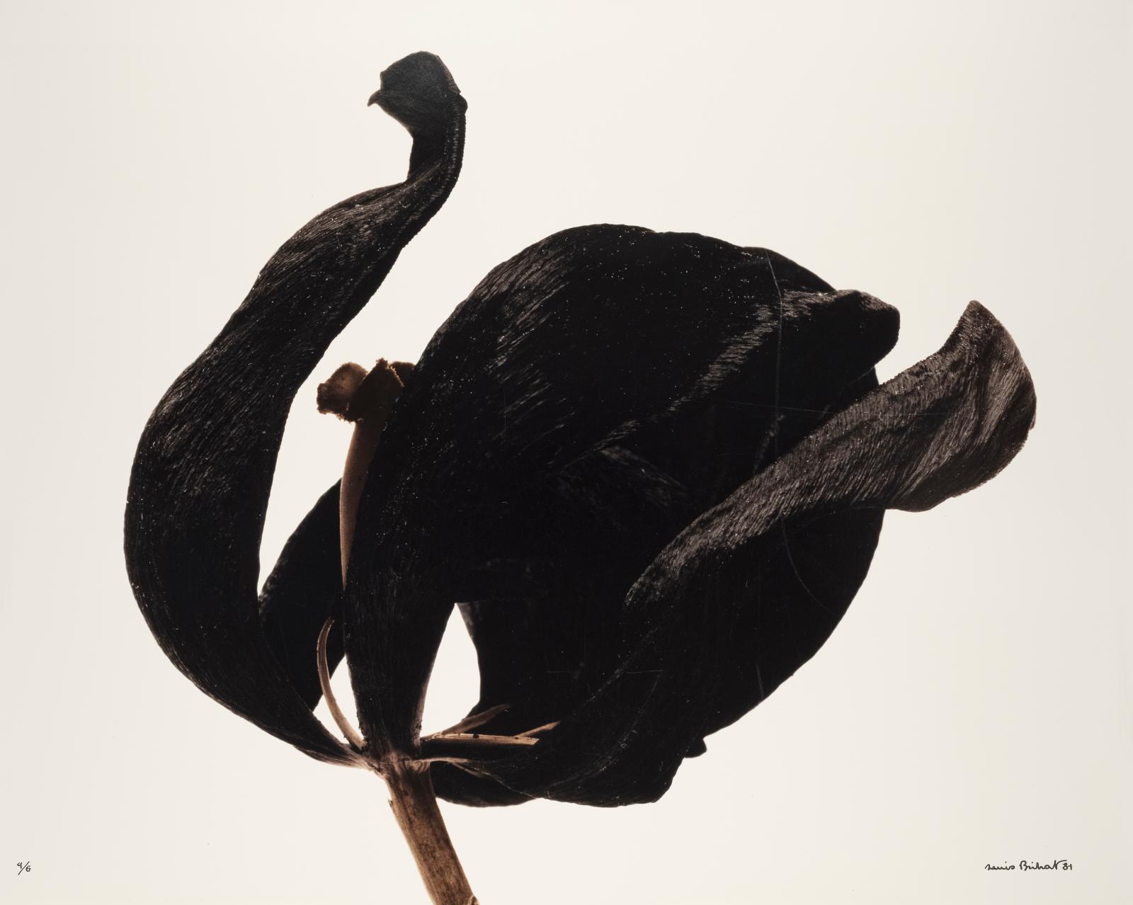 Denis Brihat (né en 1928), Black Tulip, 1980.