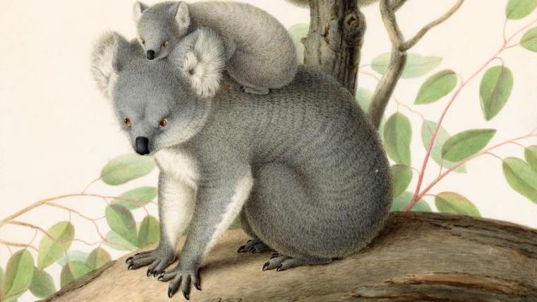 Koalas Phascolarctos cinereus Goldfuss (Phascolarctidés), Nicolas Huet, Koala, novembre 1814.... Au Muséum, une collection Mythique
