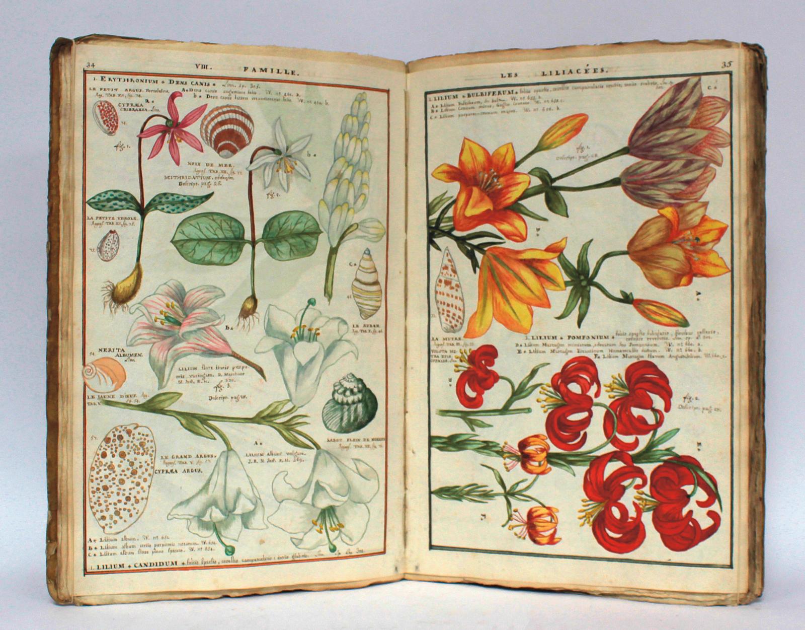 Floriste du XVIIIe siècle
