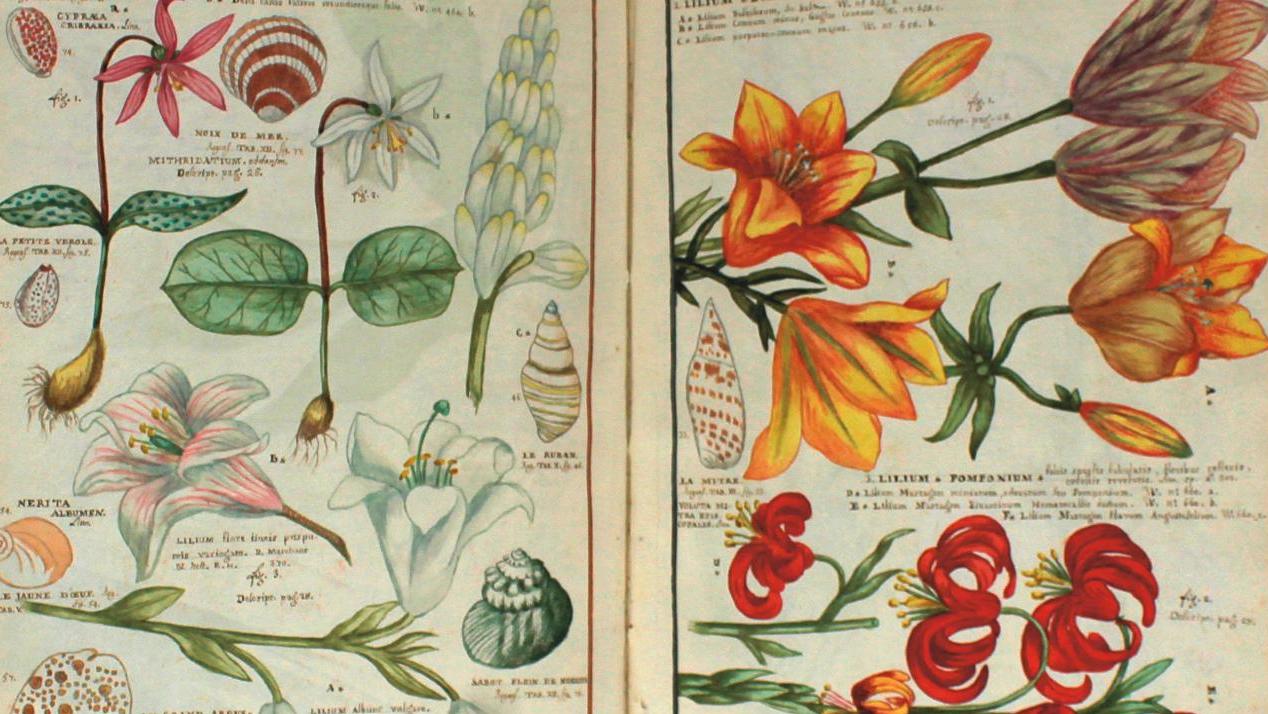 Jean Vernisy, Histoire et description de plusieurs plantes tant indigènes qu’exotiques... Floriste du XVIIIe siècle