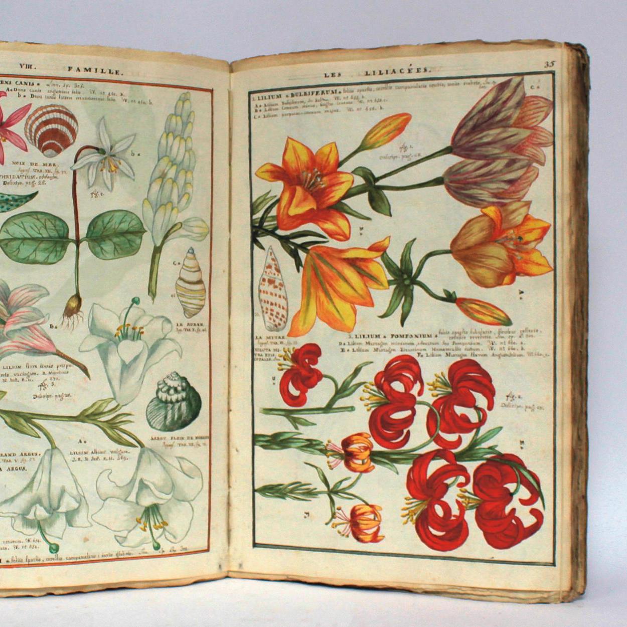 Floriste du XVIIIe siècle