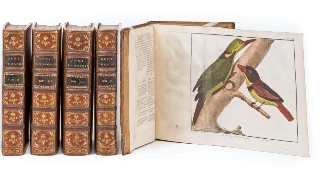 Mathurin Jacques Brisson, Ornithologie, ou Méthode contenant la division des oiseaux... Des oiseaux bien répertoriés