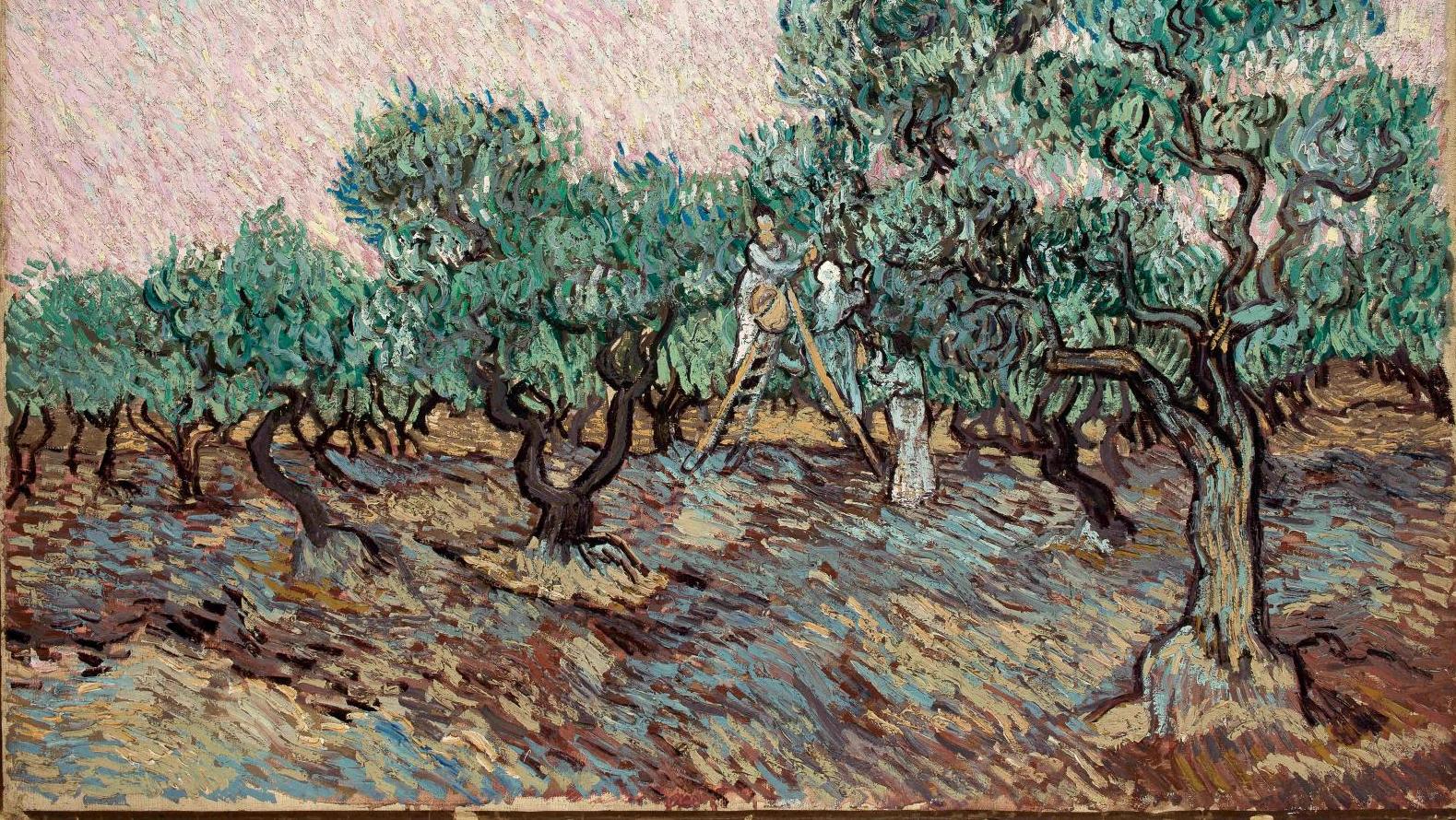 Vincent Van Gogh (1853-1890), La Cueillette des olives, 1889, huile sur toile, 73,5 x 92,5 cm.... Le musée Goulandris, nouvelle perle d’Athènes