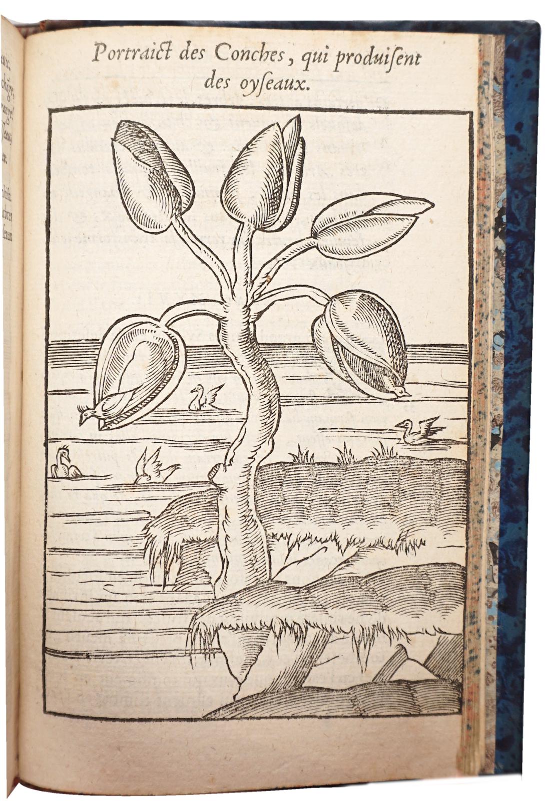 Claude Duret (vers 1570-1611), Histoire admirable des plantes et herbes esmerveillables & miraculeuses en nature, Paris, Nicolas Buon, 160