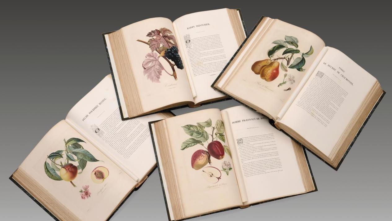 Pierre-Antoine Poiteau (1766-1854), Pomologie française. Recueil des plus beaux fruits... Cultivons notre jardin !