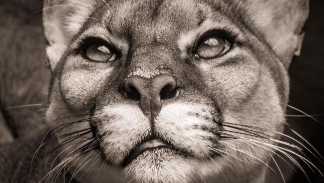 Christian Laurent, Puma close-up, photo sur chromaluxe, 90 x 60 cm.  Bruxelles, nouveau spot pour l’art animalier