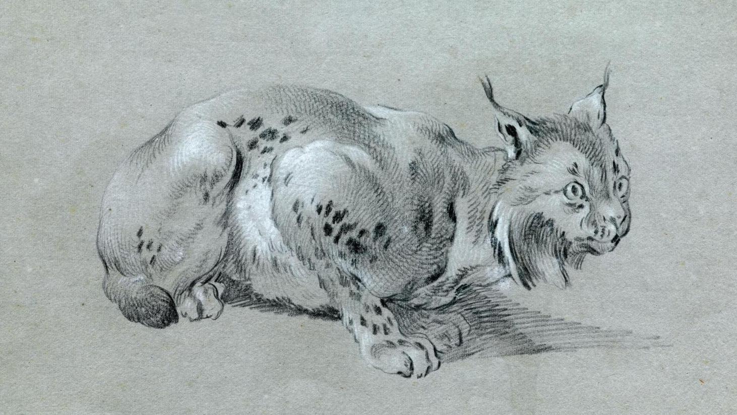 Jean-Baptiste Oudry (1686 -1755), Lynx tapi, pierre noire et rehauts de craie blanche... D’un lynx européen d’Oudry à un village tonkinois