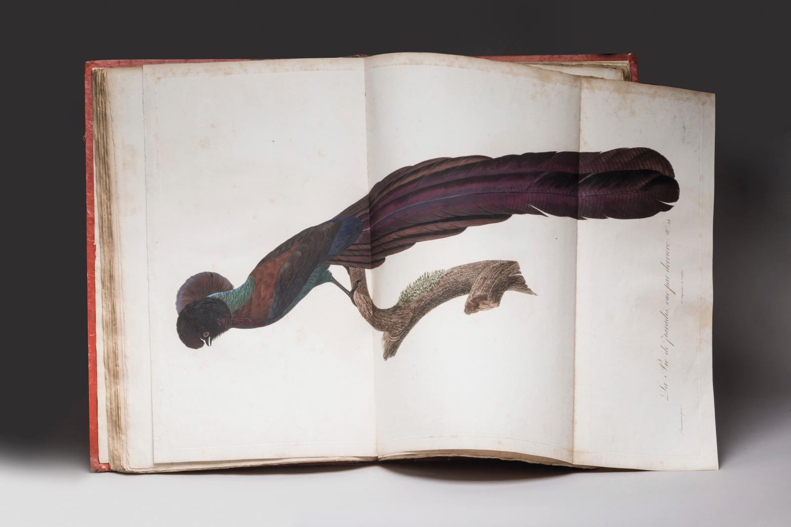 François Levaillant (1753-1824), Histoire naturelle des oiseaux de paradis et des rolliers, suivie de celle des toucans et des barbus, Par