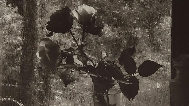 Josef Sudek (1896-1976), La Dernière Rose, 1956, épreuve argentique vers 1960, 29,5 x 23,5 cm.... La Dernière Rose de Josef Sudek