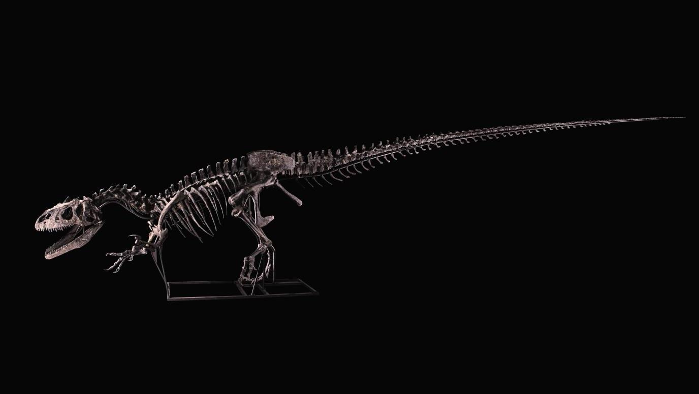 Jurassique supérieur (150,8-145,5 millions d’années), formation de Morrison, Wyoming,... Allosaurus, le retour…
