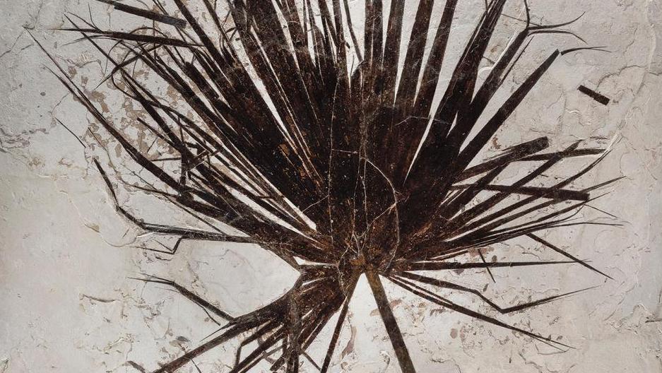 Fossile de feuille de palmier (Sabalites sp.), Éocène (53,5-48,5 millions d’années),... Empreintes végétales fossiles