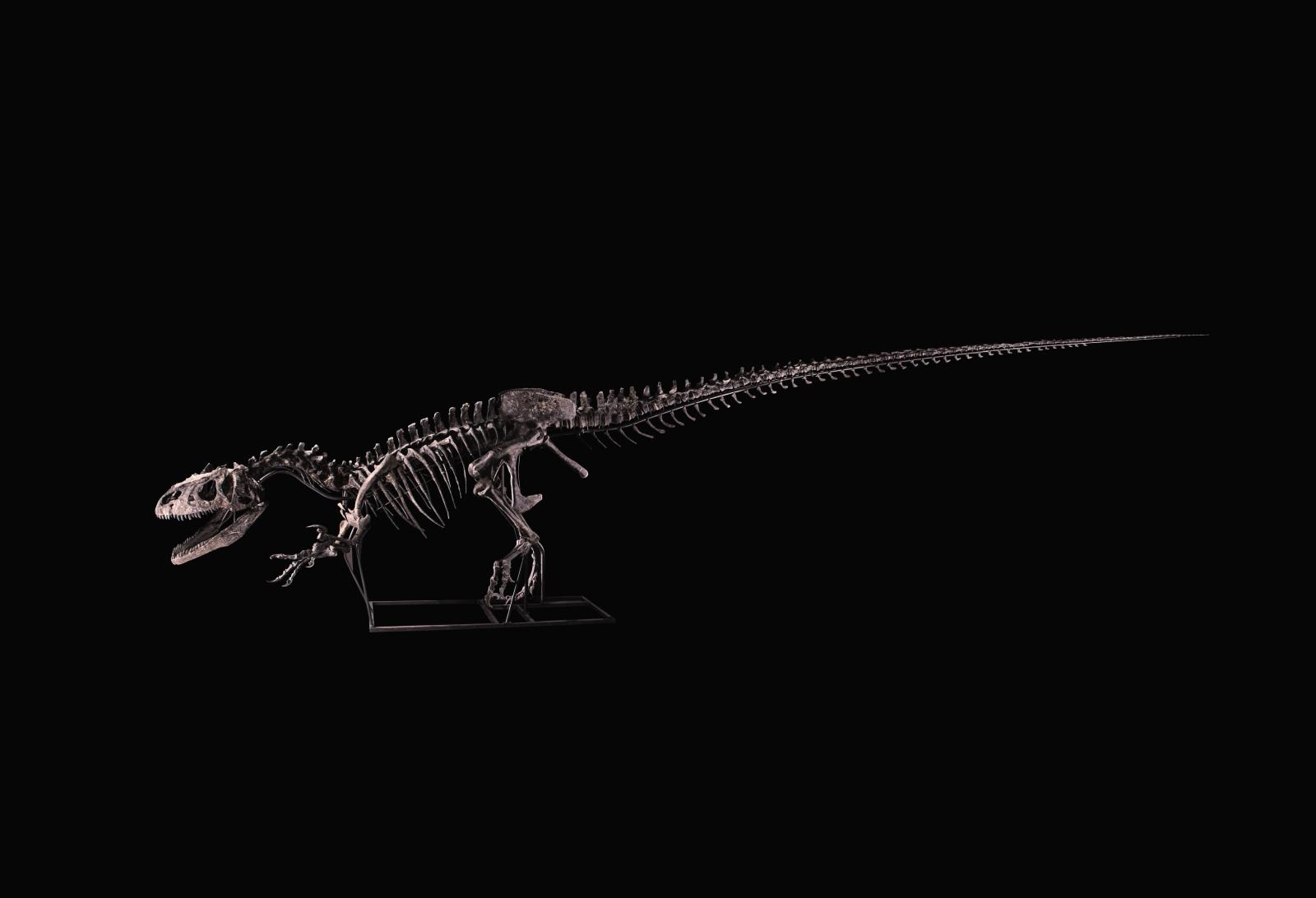 Allosaurus, une légende des siècles millionnaire