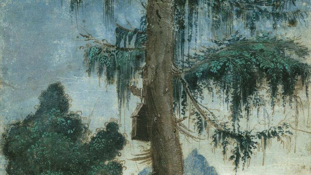 Albrecht Altdorfer (vers 1480-1538), Paysage à l’épicéa, vers 1522, plume et encre... Albrecht Altdorfer au musée du Louvre