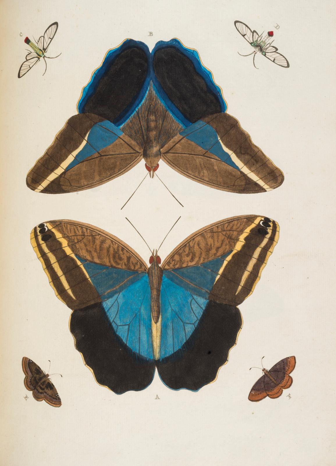 Les papillons de Pieter Cramer