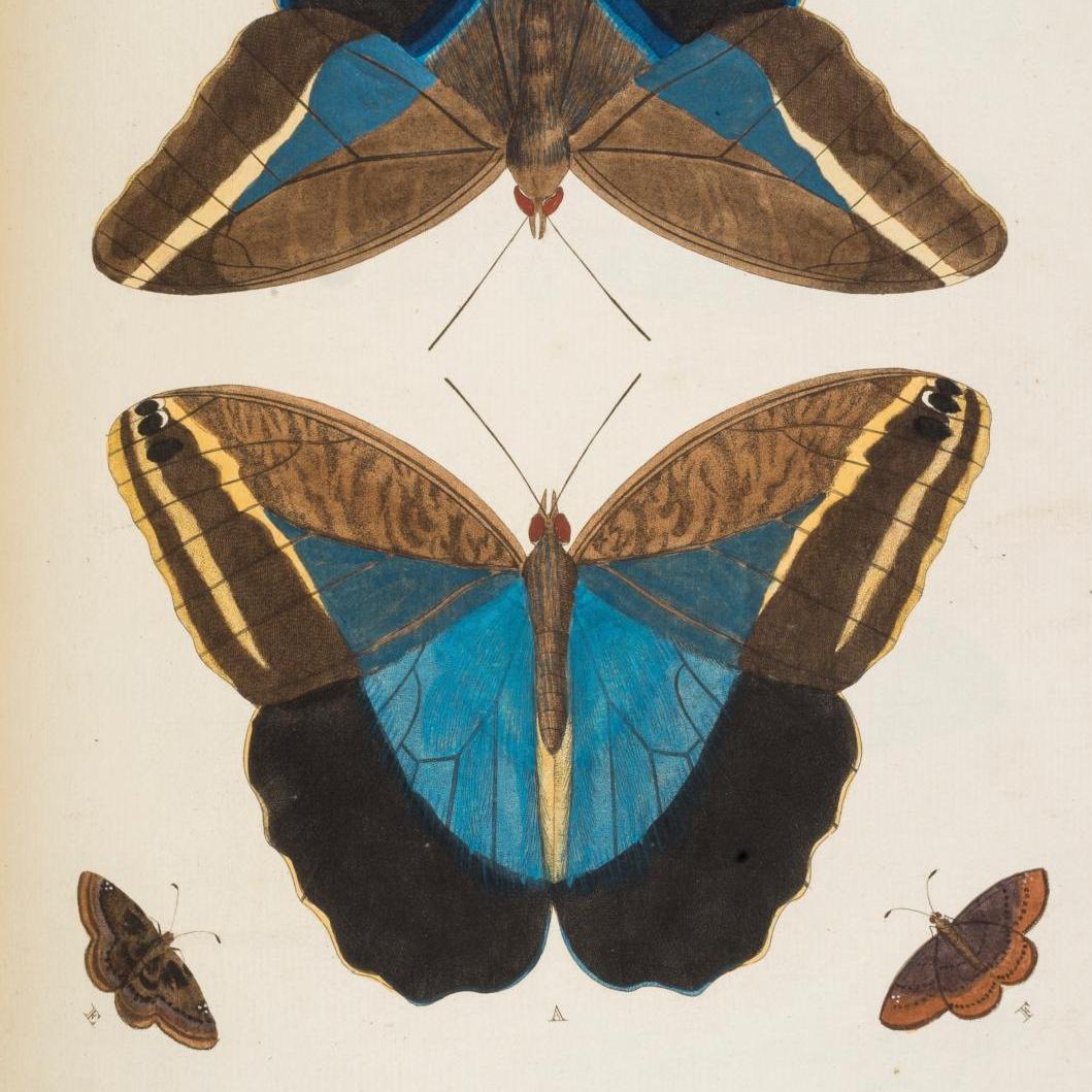 Avant Vente - Les papillons de Pieter Cramer