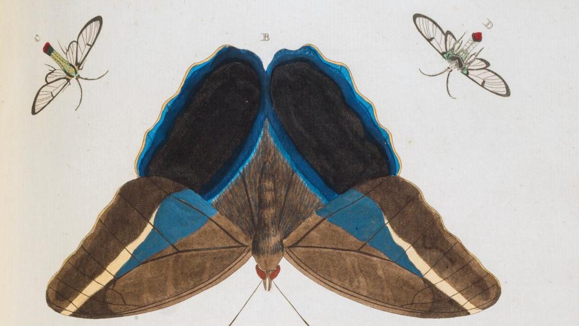 Pieter Cramer (1721-1776), De Uitlandsche Kapellen voorkomende in de drie waereld-deelen –... À Toulouse, papillons de rêve  et riche livre d’heures