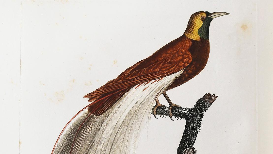 Jean-Baptiste Audebert (1759-1800) et Louis-Pierre Vieillot (1748-1830),Oiseaux dorés... Les oiseaux de Jean-Baptiste Audebert