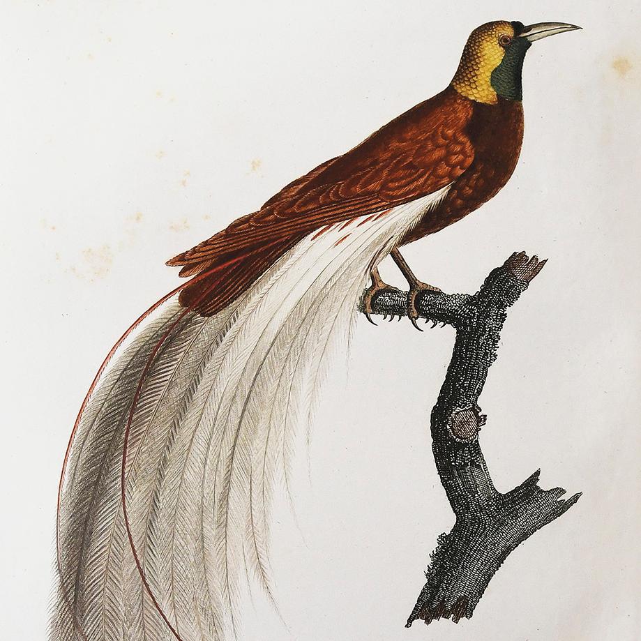 Les oiseaux de Jean-Baptiste Audebert