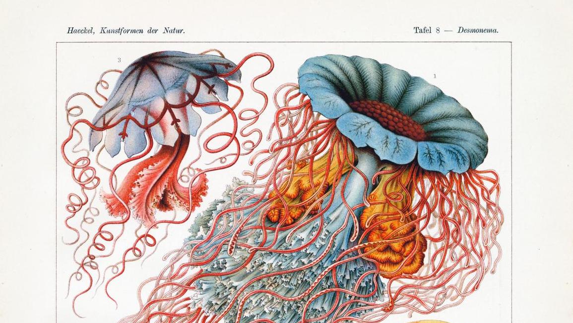 Ernst Haeckel, Kunstformen der Natur, planche 8, Leipzig, Vienne, Bibliographisches... Ernst Haeckel, les mauves orchidées de la mer