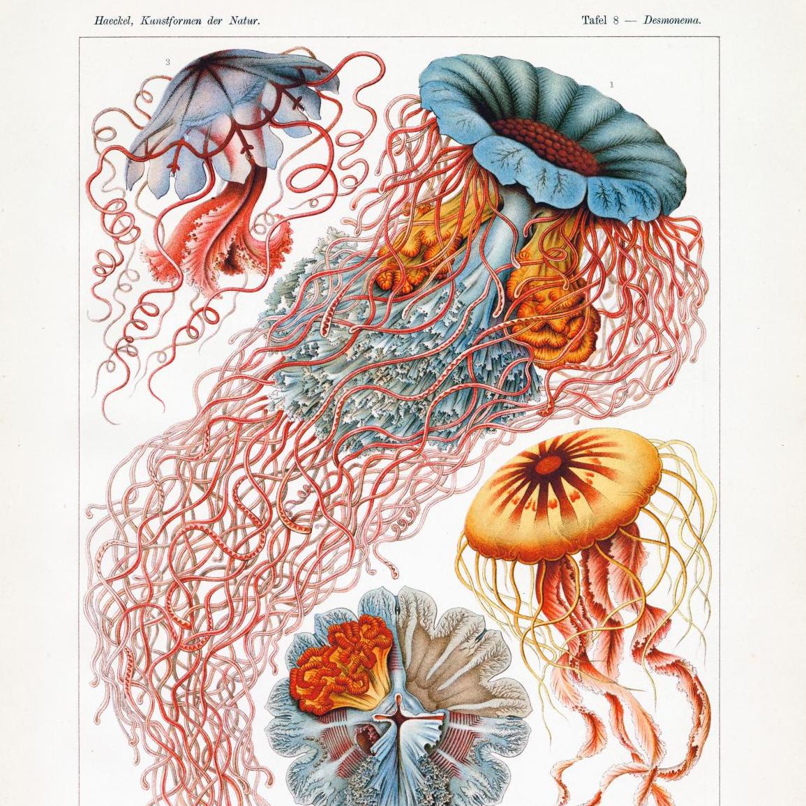 Ernst Haeckel, les mauves orchidées de la mer - Analyse