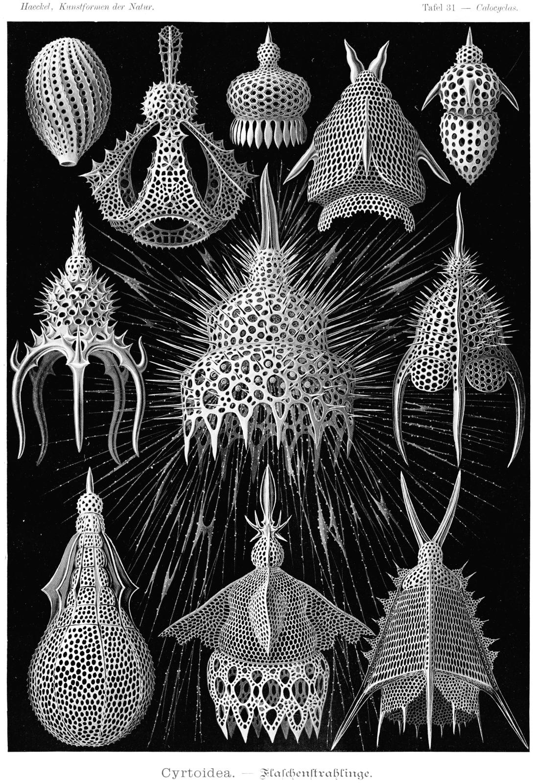 Ernst Haeckel, Kunstformen der Natur, planche 31, Leipzig, Vienne, Bibliographisches Institut, 1899-1904. DR
