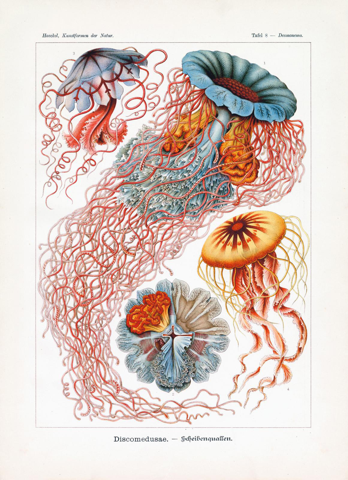 Ernst Haeckel, the Zoologist Who Inspired 20th-Century Art