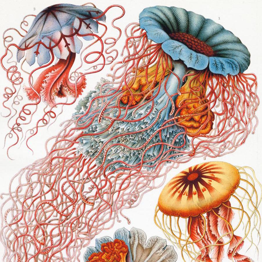 Ernst Haeckel, the Zoologist Who Inspired 20th-Century Art - Analyses