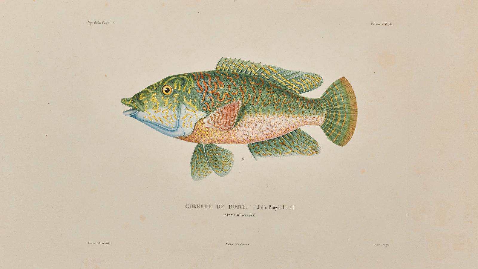Louis-Isidore Duperrey (1786-1865), Voyage autour du monde exécuté par ordre du roi,... In the Wake of Exotic Fish