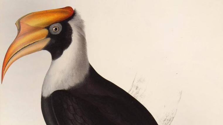 John Gould (1804-1881), A Century of Birds from the Himalaya Mountains, London, s.n.,... Les livres prennent leur envol