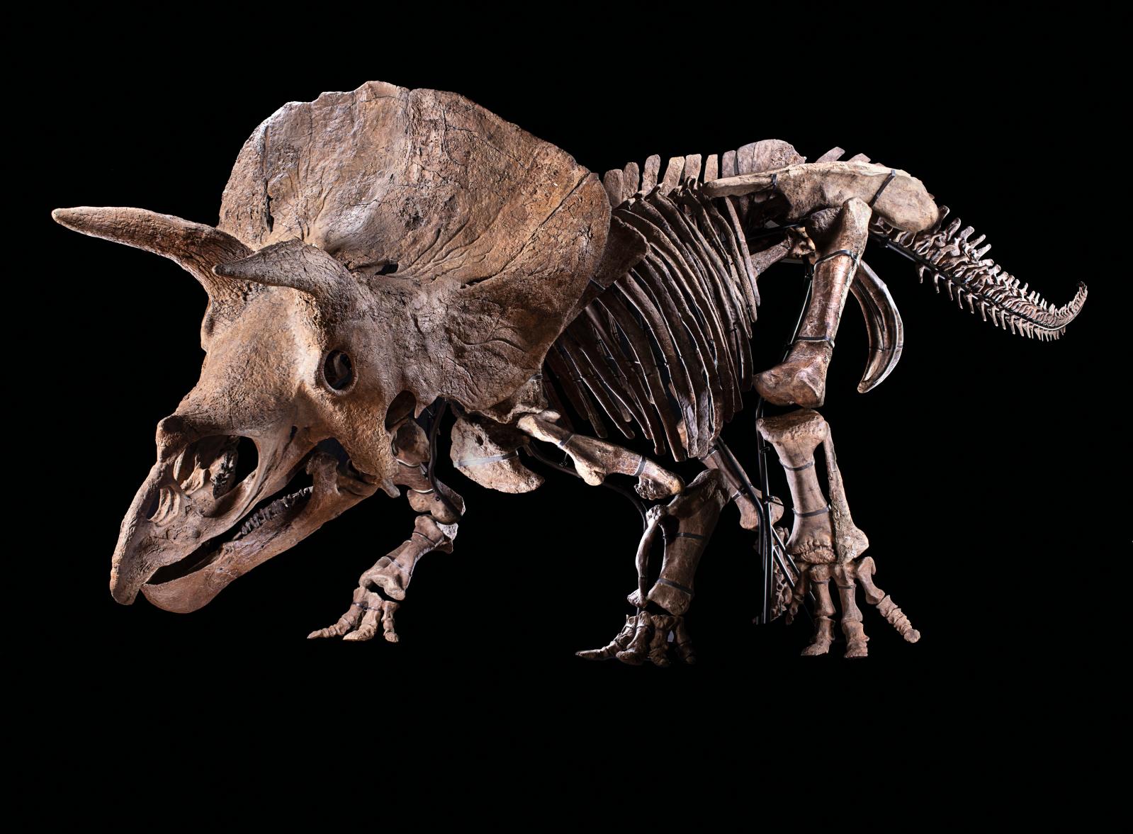 « Big John », un tricératops hors normes