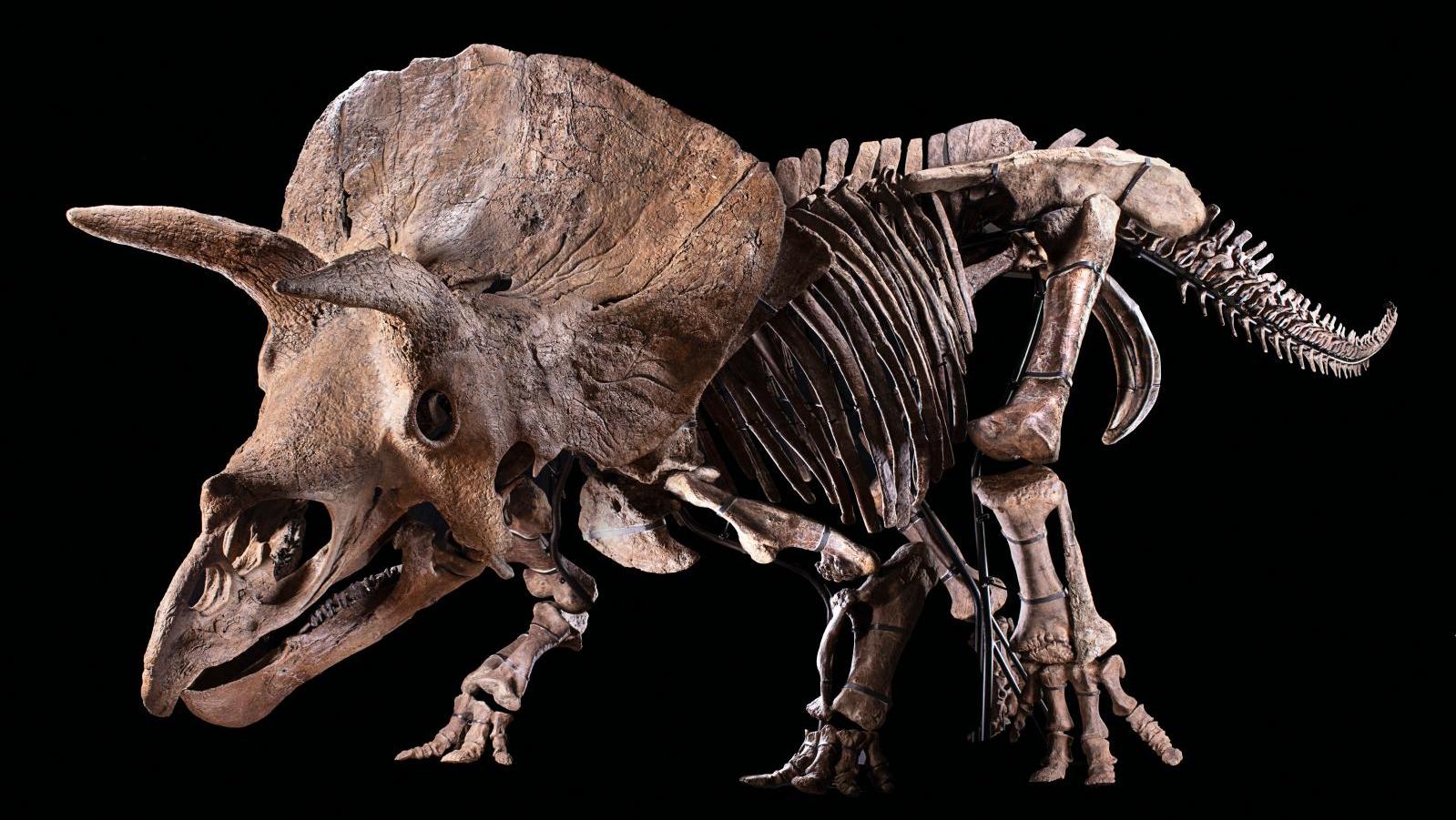 Big John, Triceratops horridus. Maastrichtien, Crétacé supérieur, « formation de... « Big John », un tricératops hors normes