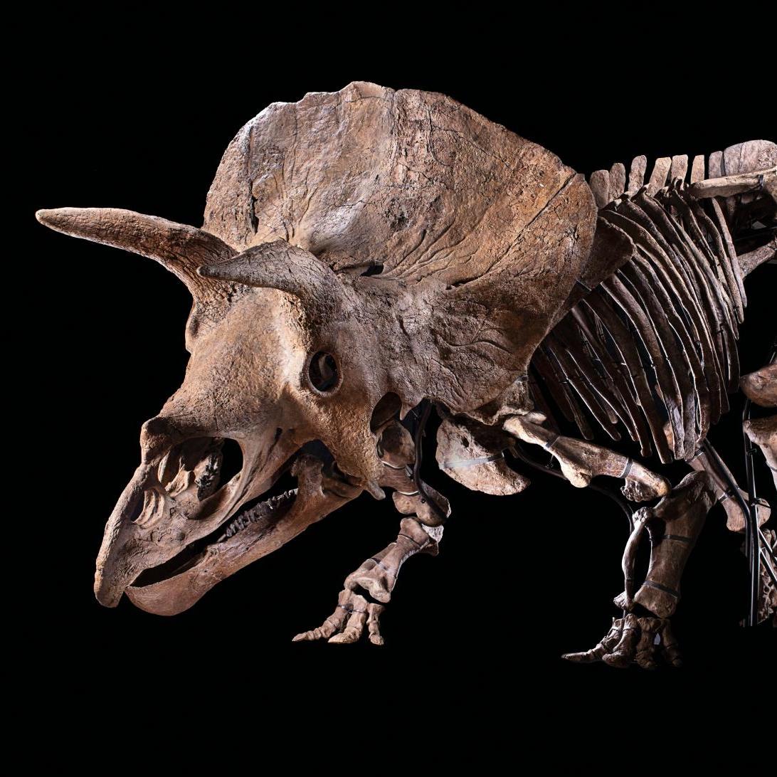 « Big John », un tricératops hors normes - Zoom