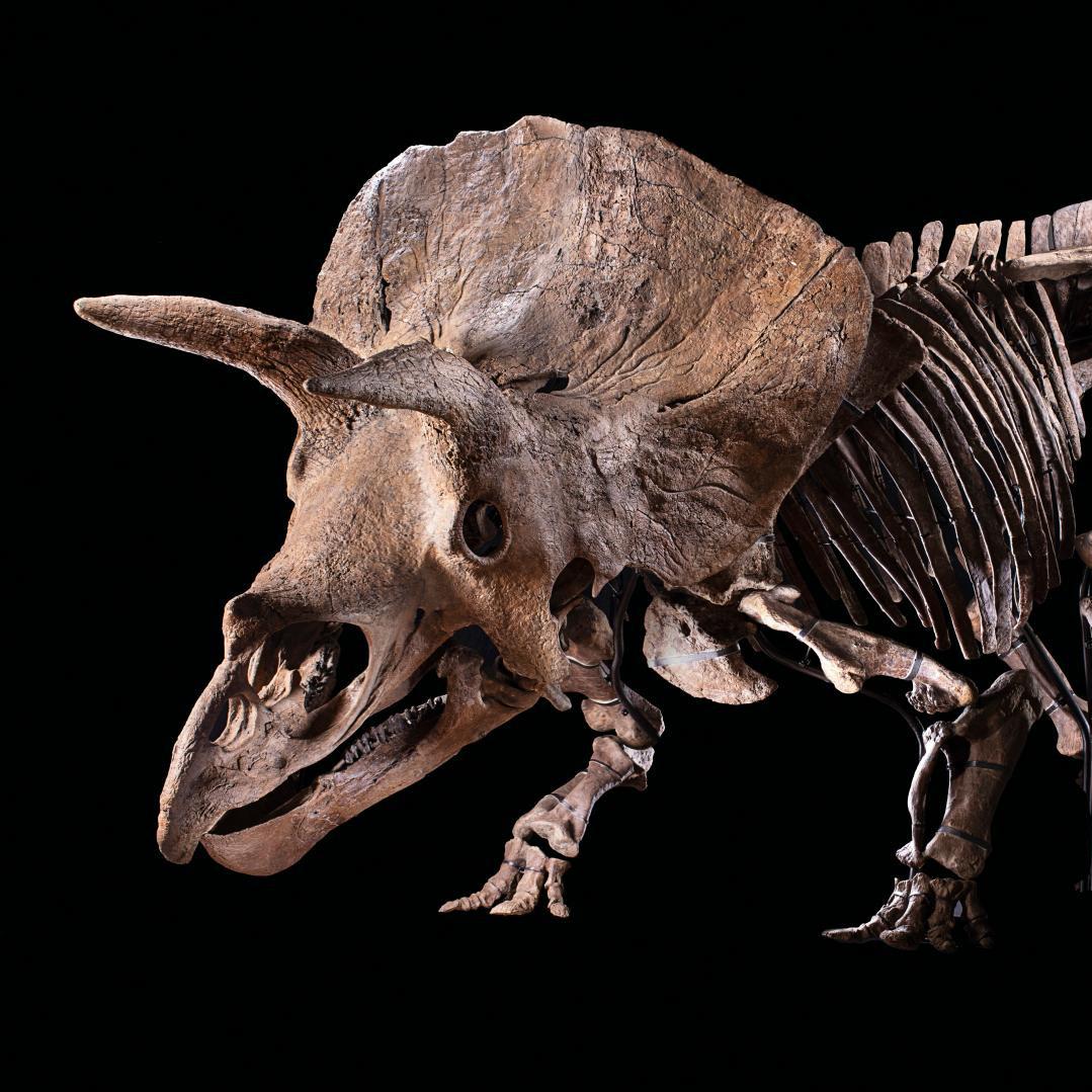 Binoche et Giquello Present a Giant Triceratops Called Big John