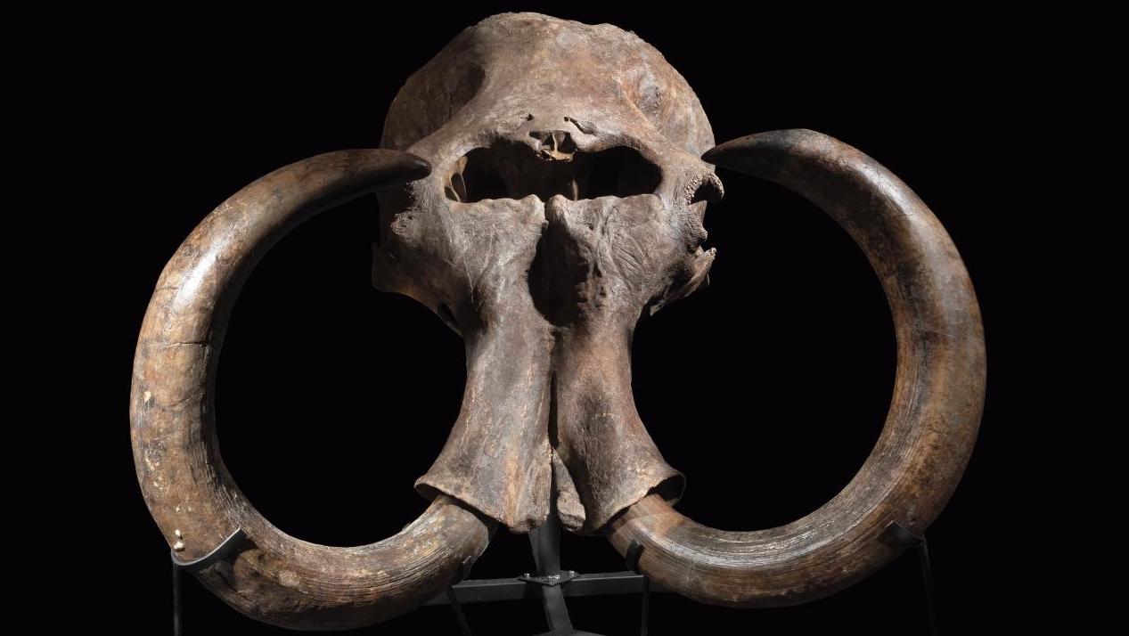 Crâne de mammouth des steppes, Mammuthus trogontherii, Pléistocène moyen, Ukraine,... Fascinant fossile de mammouth