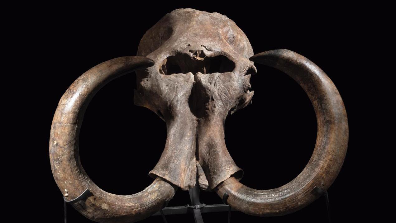 Middle Pleistocene, Ukraine. Steppe mammoth (Mammuthus trogontherii) skull, 110 x... Fascinating Fossils of Mammoths and Dinosaurs