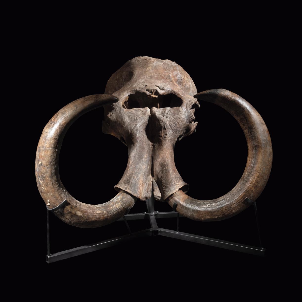 Fascinating Fossils of Mammoths and Dinosaurs - Pre-sale