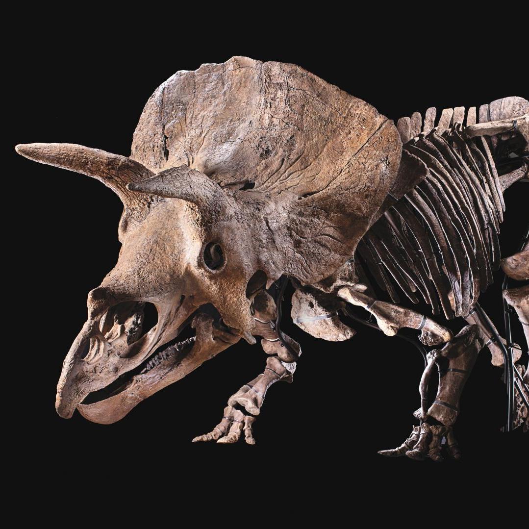 Big John, tricératops de tous les records - Après-vente