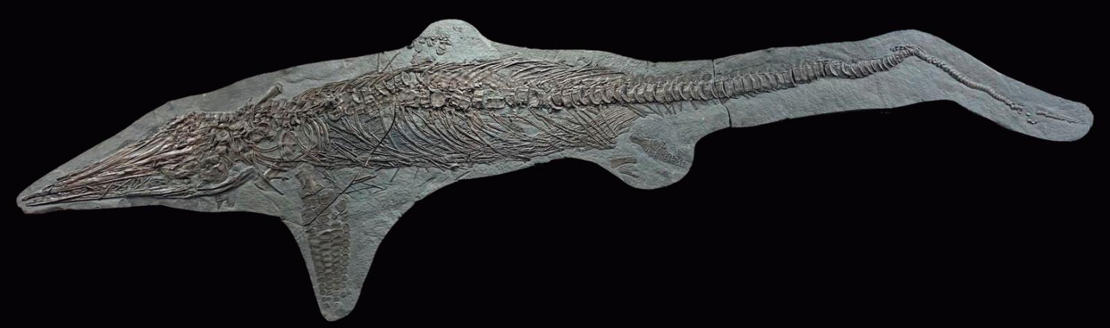 Présenté sur sa matrice d’ardoise originelle, un squelette de Stenopterygius quadriscissus, un genre d’ichtyosaure, se détachait à 58 500 