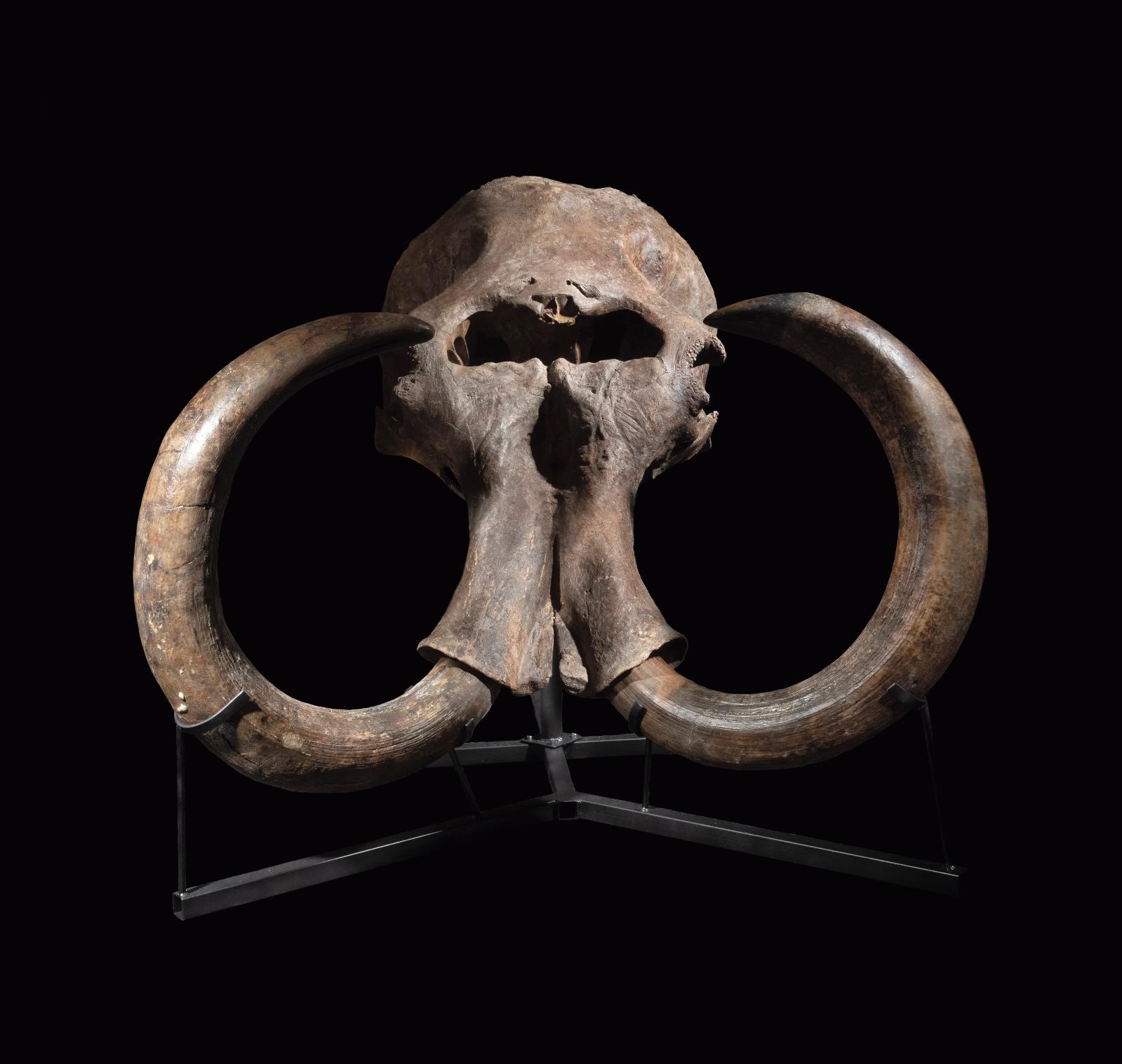 Après le tricératops, plus grand spécimen connu de son espèce disparue, voici un crâne provenant d’un mammouth des steppes aux dimensions 