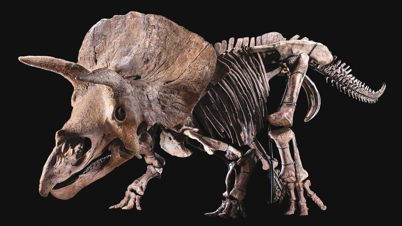 Maastrichtian, Upper Cretaceous, Hell Creek Formation, South Dakota. Big John, Triceratops... Big John: The Record-Breaking Triceratops 