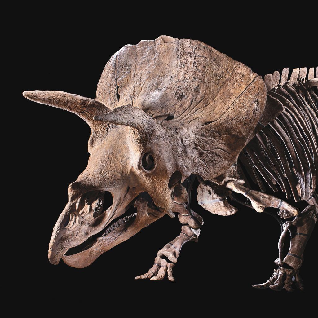 Big John: The Record-Breaking Triceratops  - Lots sold