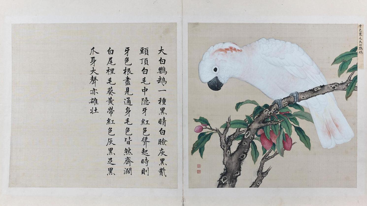 Jiang Tingxi (1669-1732), encre polychrome sur soie de l’album Niao Pu («Manuel des... Un Manuel des oiseaux chinois