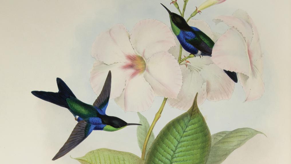 John Gould (1804-1881), A Monograph of the Trochilidae or Family of Humming Birds... Focus sur un oiseau miniature