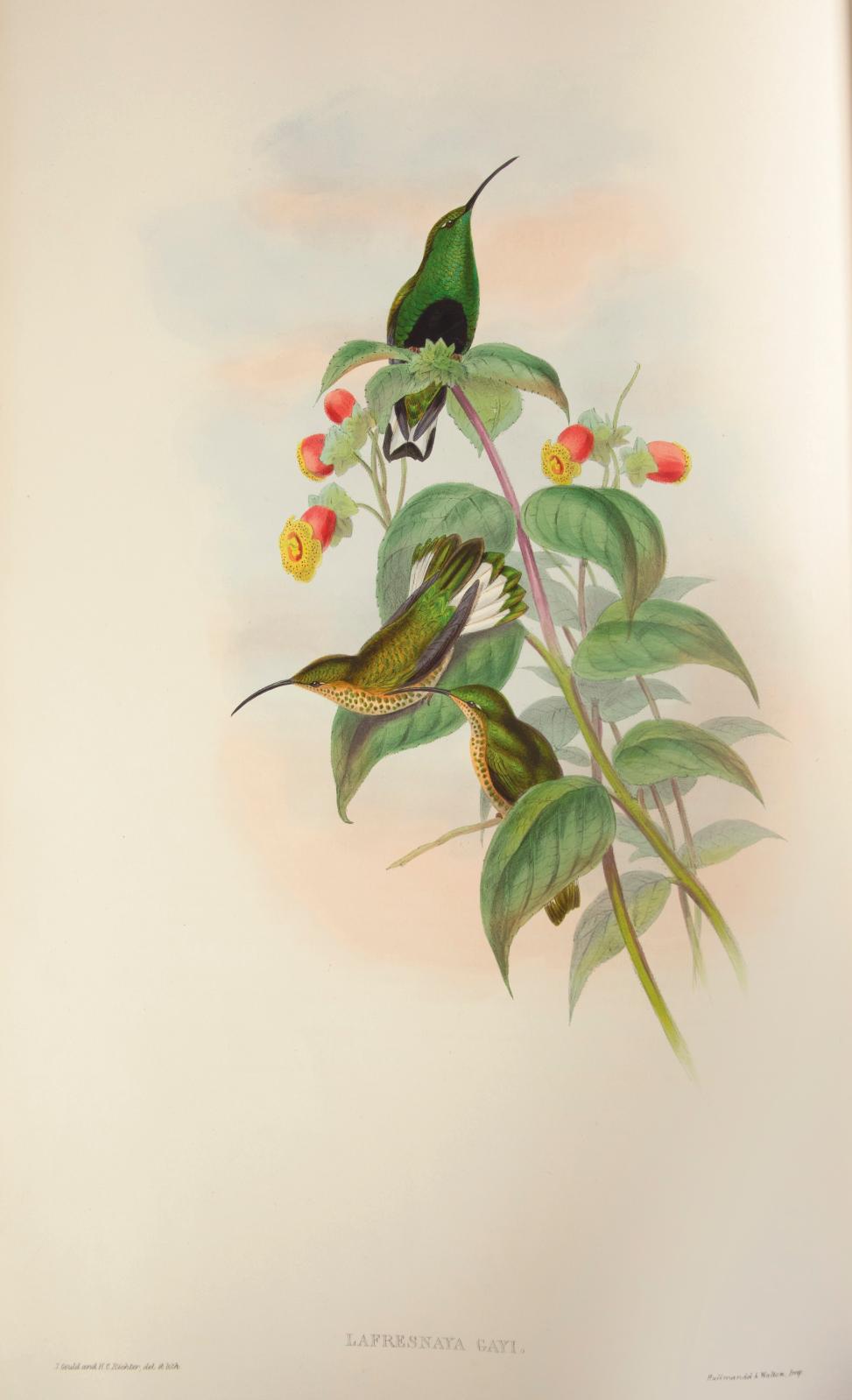 Un livre d'ornithologie emblématique