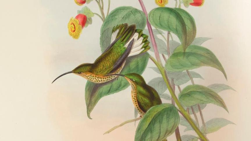 John Gould (1804-1881), A Monograph of The Trochilidæ, or Family of Humming-Birds,... Un livre d'ornithologie emblématique