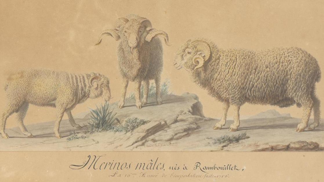Maréchal et Wailly, peintres officiels du Muséum national d’histoire naturelle, Portraits... La guerre des moutons. Le mérinos à la conquête du monde, 1786-2021