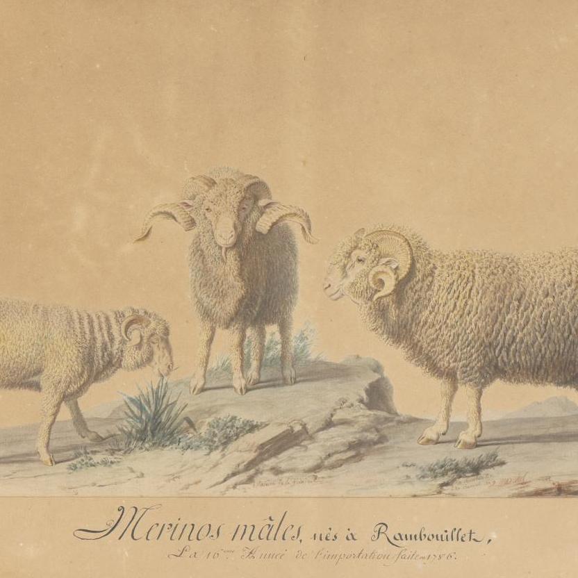 La guerre des moutons. Le mérinos à la conquête du monde, 1786-2021 - Expositions